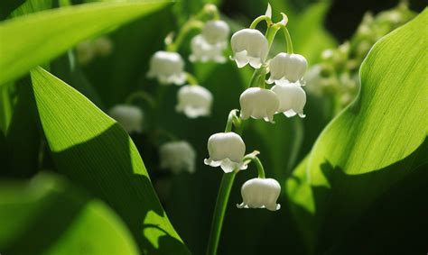 Le 3 mai, une manifestation fait trois morts parmi les grévistes de mccormick harvester, à chicago. Pourquoi offre-t-on du muguet le 1er mai ? | MOMES.net