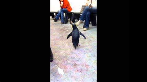 Business and banquet facilities are available on site. Penguin Encounter at Moody Gardens - YouTube