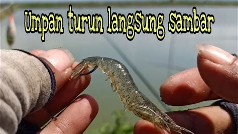 Namun terkadang ikan cara memancing ikan kakap putih juga bisa dengan memakai teknik satu ini. Cara Mancing Kakap Putih Di Siang Hari - Trik Dan Teknik ...