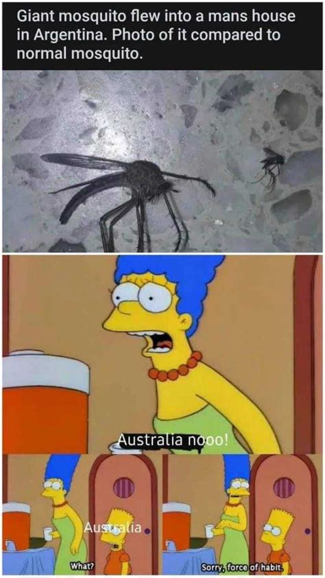 A giant mosquito with a wingspan of more than 4 inches has been found in china. dopl3r.com - Memes and Gifs of: House