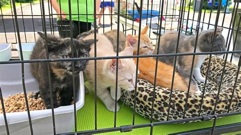 Cat adoption centers and pet adoption events publish information on their websites. Adopt a Furry Companion at The Hills at Lehigh's First ...