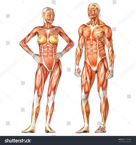 They are targeted at key stage 1 and explain everything from 'parts of the body' and 'how to have a healthy. Human Body Anatomy Man Woman Stock Illustration 11476684 ...