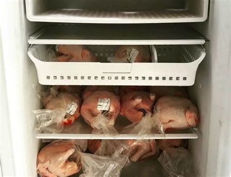 Meyer hatchery will offer employee discount sooner or later. Processing options for Cornish X meat chickens (With ...