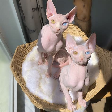 Ali is coming back into our rescue due to some redirected aggression she has developed towards her owner after seeing a stray cat through the window of her. Sphynx Cats Mocked For Their Unusual Appearance Find Love ...