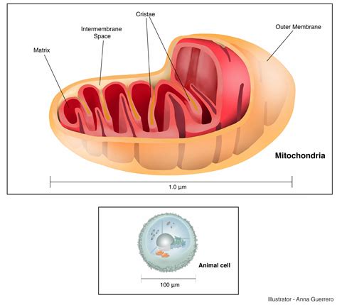 Animal cells come in all kinds of shapes and sizes, with their size ranging from a few millimeters to micrometers. Mitochondria | The Embryo Project Encyclopedia