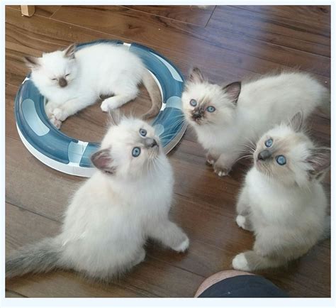 If you find kittens outdoors who you think may be stray, lost or orphaned, it can be tempting to scoop them up and bring them indoors. CatBreeds: Birman Kittens For Sale Near Me