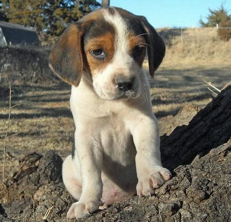 Treeing walker coonhounds are not suited for indoor life; These Treeing Walker Coonhounds are the Poster-Pups for Being Gorgeous. | Daily Puppy