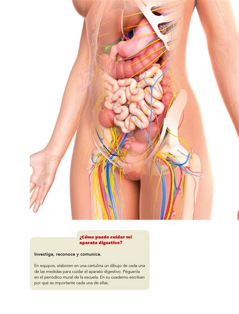 Tus libros de texto en internet. Ciencias Naturales Cuarto grado 2020-2021 - Página 25 de 161 - Libros de Texto Online