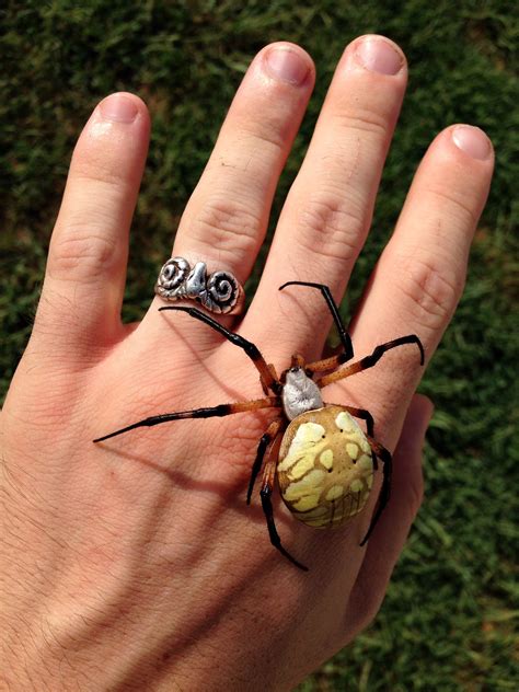 The spider species argiope aurantia is commonly known as the yellow garden spider, black and yellow garden spider, golden garden spider, writing spider, zigzag spider, zipper spider, corn spider, banana spider, steeler spider, or mckinley spider. Black and Yellow Garden Spider - Argiope aurantia : spiders