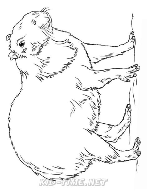 Capybara download for coloring page. capybara-coloring-pages-009 - Kids Time Fun Places to ...