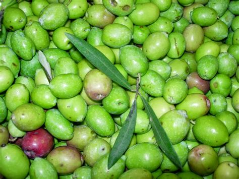 Prendete delle olive ancora verdi, ma mature, e con l'aiuto di un tagliere e di un peso, va bene anche un martello che possa tappate ora i vasetti e riponeteli in un luogo buio per almeno 1 mese prima di iniziare a gustare le vostre olive schiacciate alla calabrese. preparazione delle olive schiacciate alla calabrese