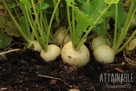 And recent data from the sprout social index highlights that 40% of marketers view private communities as a top social trend to prioritize in 2020. Starting a Garden From Scratch: Planting Food in Your Backyard