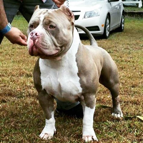 Hermosos y espectaculares pitbull tipo bully, gises, ojos azules, de 45 días, 5 hembras, se entregan desparacitados y con la primera vacuna. 36 American Bully Dogs | FallinPets