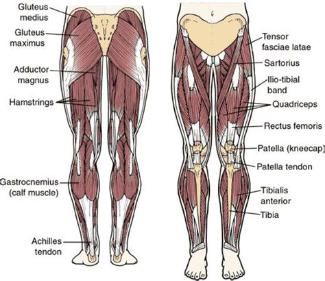 Muscles of hip bone and spine. How to Develop Strong, Muscular Thighs | CalorieBee