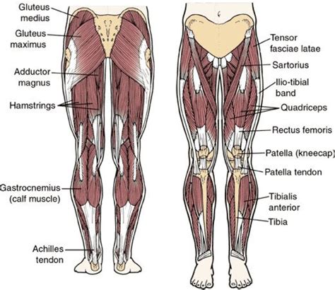 Male muscle diagram muscle diagram german text male body. How to Develop Strong, Muscular Thighs | CalorieBee