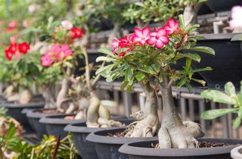 Bright light to direct sunlight. Desert Rose Bonsai How To Grow And Care For Adenium Bonsai ...