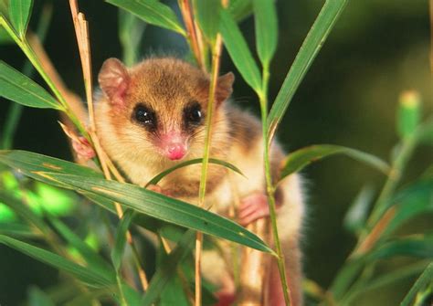 Monito del monte colocolo opossum dromiciops gliroides latin. Bosques gondwánicos (I). La fauna del bosque valdiviano ...