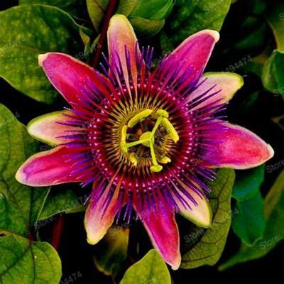 Passiflora seeds are known for long and stubborn germination. 200pcs/bag Rare Flower Seeds Passion Flower (Passiflora ...