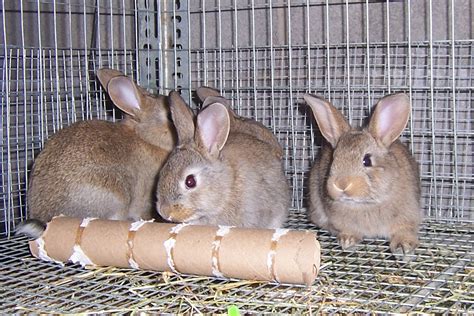Rabbit Breed - How To Increase Size of Rabbit Litters