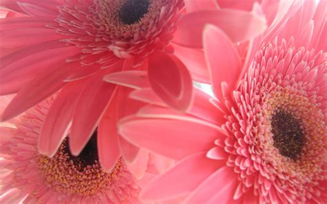 The great collection of cute pink wallpapers for laptops for desktop, laptop and mobiles. Free Pink Wallpapers For Desktop - Wallpaper Cave