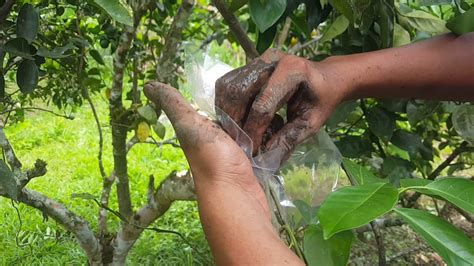 It may not be the fastest air layering trees is an ancient chinese method of getting roots to develop on shoots or stems above the soil in order to increase rare or unusual plants like Citrus Air Layering - YouTube