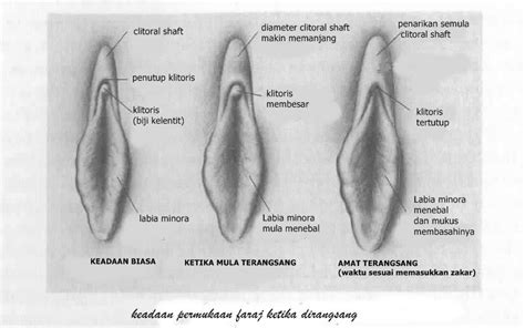 Hot kiss cherry juga boleh digunakan untuk teknik jelqing iaitu salah satu daripada seni urutan mengurut bagi membesarkan zakar. Nota Sains Tingkatan 3: BAB 3:PEMBIAKAN