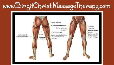 Aug 05, 2020 · the thigh describes the area of your leg above the knee joint and below the hip. Adductor Longus Muscle: Groin, Thigh, Hip Joint, Knee Pain..