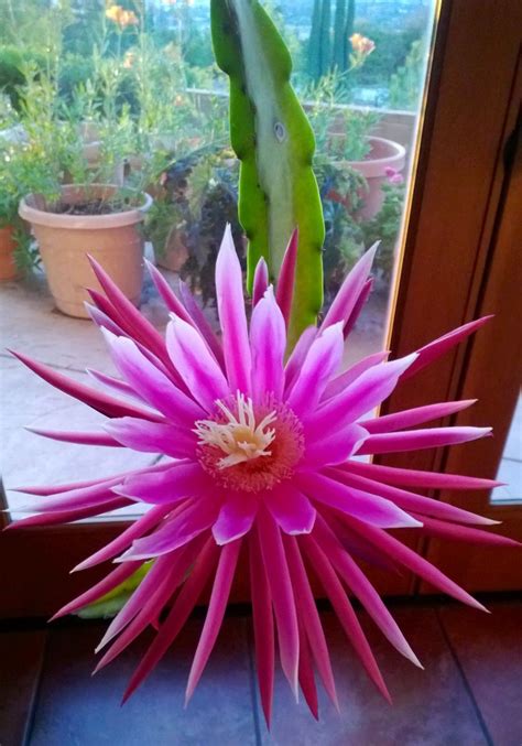 However, a few species will bloom in summer during the night. Night Blooming Cactus (at my mother-in-law's house ...