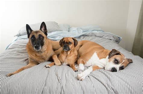 Gefährliche tiere in der wohnung halten. 101 Dalmatiner - Die Haltung wievieler Hunde ist in der ...