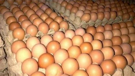 Telur adalah makanan manusia biasa. Harga Telur Ayam Ras di Pasar Tradisional Ambon Turun Jadi ...