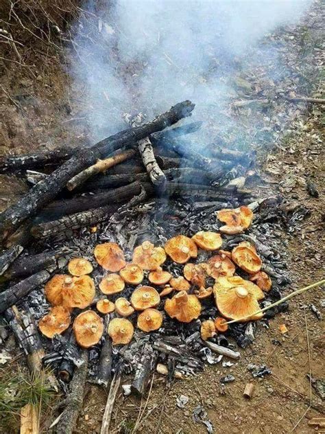 Dokular bitkisel dokular ve hayvansal dokular olmak üzere ikiye ayrılır. Sıdıka Altundağ adlı kullanıcının Mantar panosundaki Pin ...