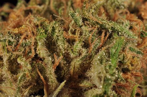 The zookies strain, sometimes referred to as the zoo cookies strain, is a hybrids that often produces thc levels as high as 30% and creates a . R2 | Marijuana Strain Library | PotGuide.com