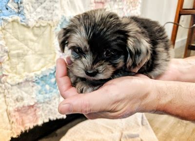 View maltese shitzu puppies pictures and read stories about real maltese shih tzu puppies. 45+ Maltese Shih Tzu Puppies For Sale Oregon - l2sanpiero