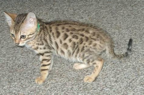 Enter your email address to receive alerts when we have new listings available for cats for sale in northern ireland. BENGAL KITTENS TICA REGISTERED NON SHEDDING HYPOALLERGENIC ...