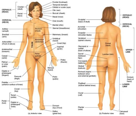 Learn these parts of body names to increase your vocabulary words in english. Anatomical Position: -Standing upright -Facing observer ...