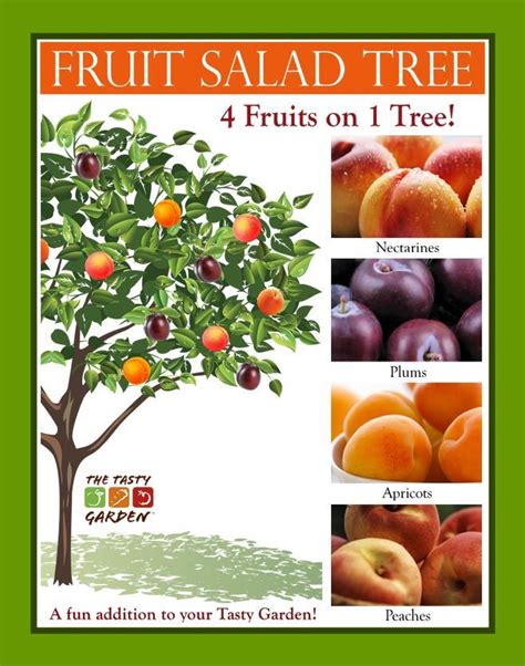 Types of fruits, a brief idea. Grow a fruit salad tree (Yes, these are real. They are ...