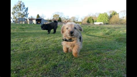 Will va train my dog to be a service dog? Sylvester - Norfolk Terrier Puppy - 2 Weeks Residential ...