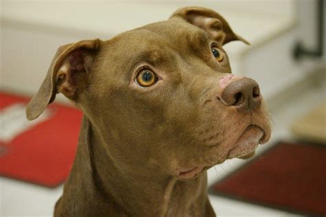 Dog With Swimmer's Syndrome Gets A Family With A 50-Acre ...