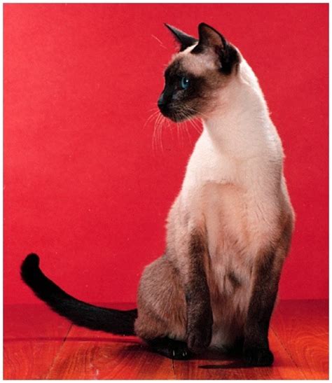 Siamese kittens are different than what they look like when they are adult. Way I understand the world: Interesting Facts about Cats II