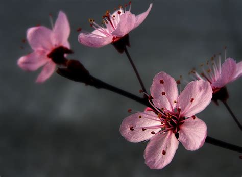 Wallpaper pemandangan bunga sakura via blogger bit ly 2fd4 flickr. 13+ Wallpaper Daun Bunga Sakura - Rona Wallpaper