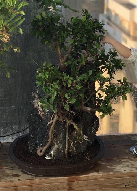 Walmart.com has been visited by 1m+ users in the past month Ficus on a fake rock - 15 owned at least 25 years of age ...