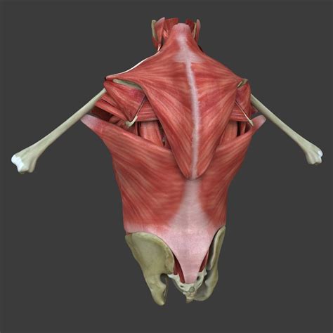 The sciatic nerve, the largest and longest nerve in the human body, carries a major portion of the nerve signals from the sacral plexus into the leg before separating into many smaller branches. Muscles of the Human Torso 3D Model