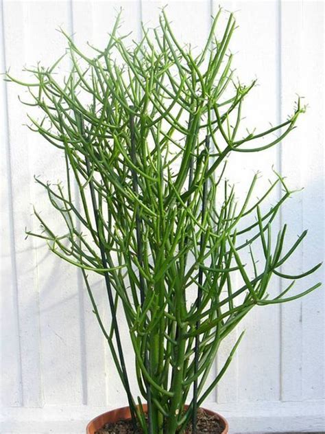 Cactus are a hardy plant, but they do require the proper watering. How to Water a Pencil Cactus in 2020 | Pencil cactus ...