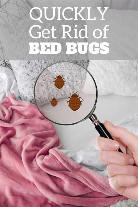 The simplest cure for mite and aphid problems is to shoot a blast of water at them. How to Get Rid of Bed Bugs | Bed bugs, Rid of bed bugs ...