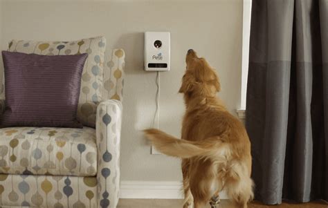 Here are the five best pet cams. The 5 Best Pet Camera for Dogs In 2020 - Totally Goldens