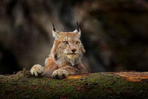 This cat lives mostly in northamerica and some parts of asia. Euraziatische lynx - Onze Natuur