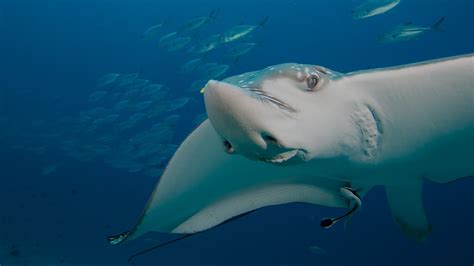 One eagle ray was spotted on the milaidhoo island maldives house. Hurawalhi Maldives eagle ray - Hurawalhi