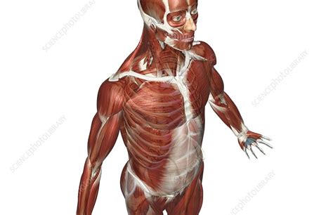 As its name implies, the quadriceps contain four muscles: The muscles of the upper body - Stock Image - C008/1711 - Science Photo Library