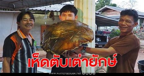 ผลการออกรางวัลสลากกินแบ่งรัฐบาล งวดวันที่ 2 พฤษภาคม 2564. พบ เห็ดตับเต่ายักษ์หนักกว่า 5.5 กก.นอภ.ภูซางขอซื้อทำ ...