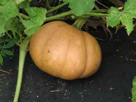 We did not find results for: 25 SEMINOLE PUMPKIN SQUASH SEEDS also Bonus Planting and ...